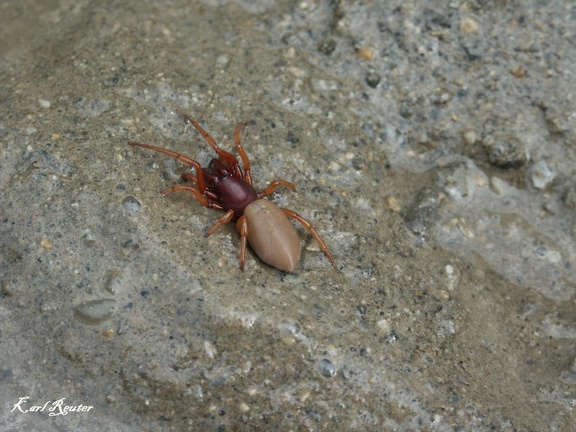 Großer Asseljäger (Dysdera crocata)